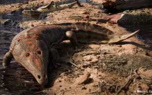 اكتشاف حفرية برمائيات قديمة يعود عمرها إلى 249 مليون سنة في البرازيل