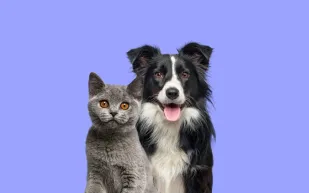 مليونيرة صينية تتبرع بثروتها لقططها وكلابها الأليفة وتتجاهل أولادها!