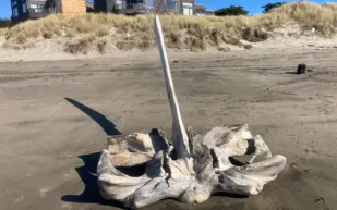 العثور على جمجمة غامضة لكائن بحري عملاق تثير حيرة العلماء