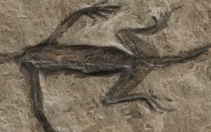 العثور على حفرية نادرة تكشف أسرارًا جديدة حول الحياة قبل الديناصورات