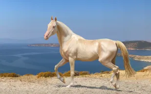 انطلاق النسخة الخامسة من بطولة "كأس السعودية" 2024 لسباقات الخيل