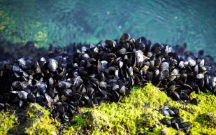 مستوحى من "بلح البحر".. طلاء مضاد للبكتيريا يحارب العدوى في المستشفيات