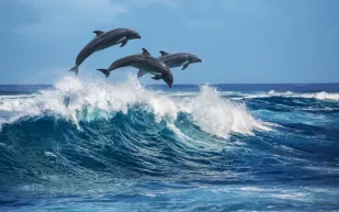 مشهد خلاب.. دلافين تسبح في خليج نيوم الصافية بانسيابية مذهلة (فيديو)