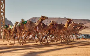 انطلاق "كأس العُلا للهجن" في نسخته الثانية.. 24 أبريل