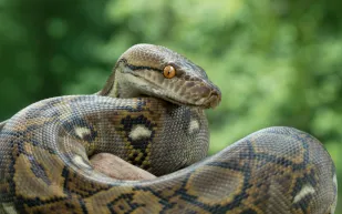 علماء يقترحون تربية ثعابين ضخمة لاستخدام لحومها حفاظًا على البيئة