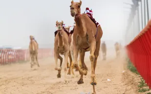 انطلاق كأس العرب للهجن في العلا.. 3 مايو