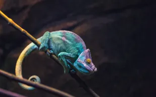 أطباء يحذرون من شهية الفرنسيين لأرجل الضفادع: تهدد بانقراض الزواحف