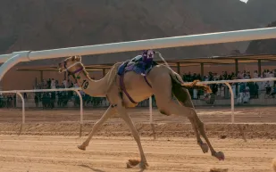 منافسات قوية ومثيرة في اليوم الثالث لكأس العُلا للهجن