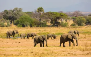 أزمة الأفيال تتفاقم في بوتسوانا.. 20 ألف فيل مهددون بالترحيل إلى ألمانيا