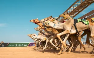 ختام مثير ليوم ثانٍ حافل في كأس العُلا للهجن