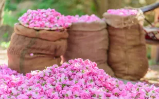 انطلاق "مهرجان مزارعي الورد" بمحافظة الطائف الأربعاء المقبل