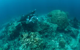 أجسام طائرة مجهولة تهدد الأمن البحري الأمريكي