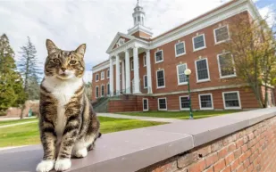 جامعة أمريكية تمنح قطًا الدكتوراه الفخرية.. ما السبب؟