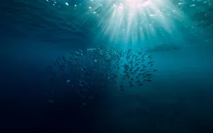 اكتشاف أعمق حفرة تحت سطح البحر قبالة السواحل المكسيكية 