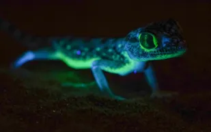 "سحالي فريدة" من نوعها بصحراء السعودية تتوهج في الظلام