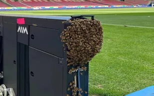 لقطة طريفة.. سرب ضخم من النحل يجتاح ملعب مباراة ألمانيا والمجر (فيديو)
