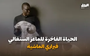 الحياة الفاخرة للماعز السنغالي فيراري الماشية (فيديوجراف)