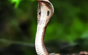 خلال بث مباشر.. كوبرا تقتل مدربها السوداني بلدغة في عسير