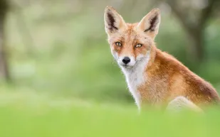 الثعالب تلتهم امرأة في أسكتلندا