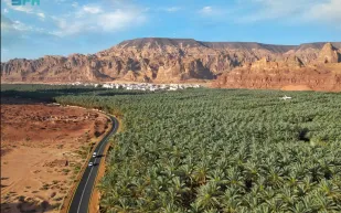 محافظة العلا تضم أكثر من 3 ملايين نخلة