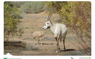 أول ولادة للمها العربي المهدد بالانقراض بمتنزه القصيم الوطني