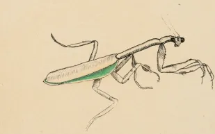 "صرصور الليل" لفرويد يُباع بـ63 ألف جنيه إسترليني في مزاد