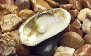 بيعت في المزاد بنحو 123 ألف دولار.. اللؤلؤة "أبيرنيثي" تفوق التوقعات