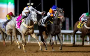 دراسة: الخيول قادرة على التخطيط بشكل أذكى مما يتوقع البعض