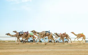 في دورته الأحدث: السعوديون يستحوذون على 59% من أشواط مهرجان ولي العهد للهجن