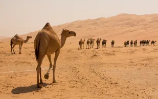جلود ووبر الإبل.. ثروة واعدة للأزياء في السعودية