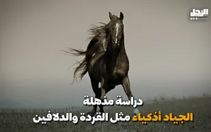 دراسة مذهلة.. الجياد أذكياء مثل القردة والدلافين (فيديوجراف)