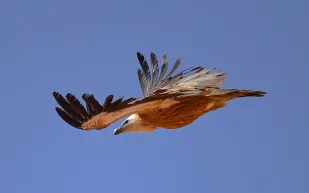 محمية الأمير محمد بن سلمان الملكية تكتشف 3 مستعمرات تكاثر لنسور غريفون الأوراسية