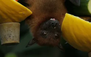 فيروس جديد مصدره الخفافيش يشكل تهديدًا محتملًا للبشرية!