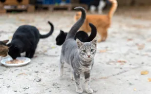 لماذا تأكل القطط صغارها؟