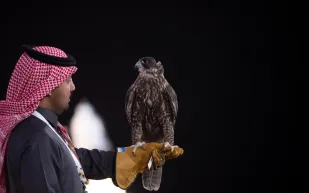تحلق بين تاريخ غني وحاضر مشرق.. الصقور في المملكة