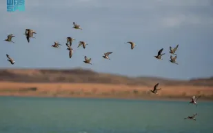 محمية الملك سلمان الملكية تنضم إلى القائمة الخضراء الدولية