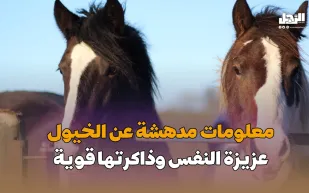 معلومات مدهشة عن الخيول.. عزيزة النفس وذاكرتها قوية (فيديوجراف)