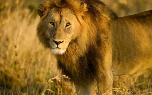 #اسد_يتجول_بالقصيم ويثير الذعر على تويتر !