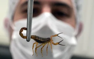 خطورة العقارب تتمدد في البرازيل بفعل تكاثرها قرب المدن