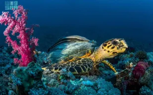 السعودية تعلن اكتشاف أكبر موقع تعشيش للسلاحف البحرية في البحر الأحمر