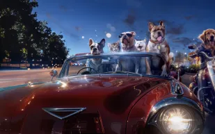 "مهرجان الكلاب 2024" يخطف الأنظار في قلب الرياض 