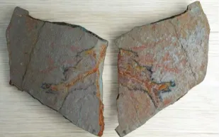 اكتشاف بقايا كائنات بحرية يزيد عمرها على 56 مليون عام شمال المملكة