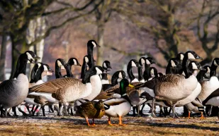 اكتشاف غير متوقع.. مركب مضاد للسرطان في "فضلات الإوز"!