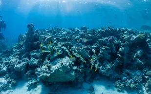 اكتشاف 250 سفينة غارقة تحمل كنوزًا ضخمة قبالة الأندلس