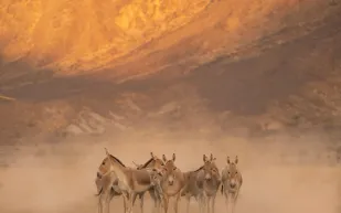 محمية الأمير محمد بن سلمان الملكية تُعيد الحمار البري إلى المملكة بعد غياب 100 عام