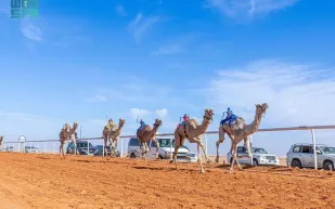 تحت شعار "عز لأهلها".. نخبة ملاك وفرسان الإبل يتنافسون على جوائز مهرجان الملك عبد العزيز للإبل