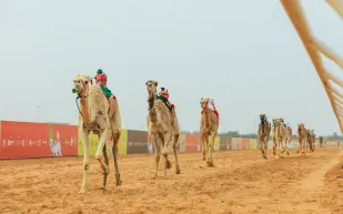 بمشاركة 14 دولة وجوائز تتخطى الـ 70 مليونًا... انطلاق مهرجان خادم الحرمين الشريفين للهجن