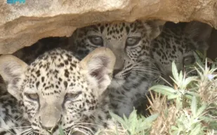 إنجاز علمي سعودي.. بناء أول جينوم للنمر العربي المهدد بالانقراض