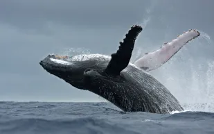 حوت أحدب يبتلع شابًا مع قاربه قبالة سواحل تشيلي قبل أن يطلق سراحه (فيديو)