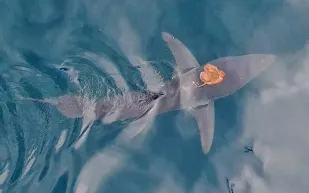 مشهد نادر التكرار ...أخطبوط يمتطي أسرع سمكة قرش في العالم  ( فيديو)